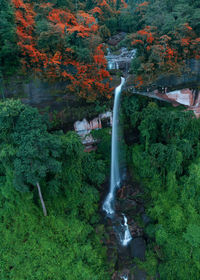 Waterfall in forest