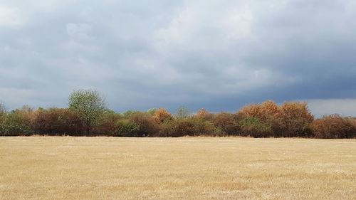 Trees on field against sky