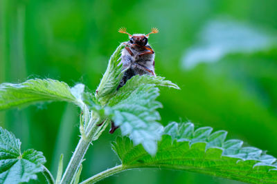 Close-up of butterfly pollinating on leaf