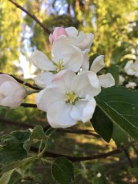Close-up of white flowers blooming on tree