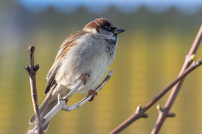 Portrait of a house sparrow perching on a branch.