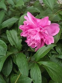 Close-up of wet pink flower plant