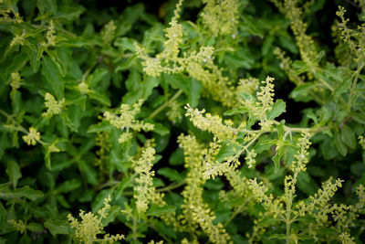 High angle view of fresh green leaves