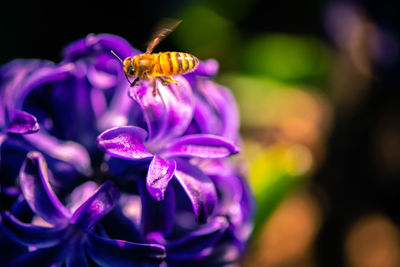 Close-up of insect on purple flower