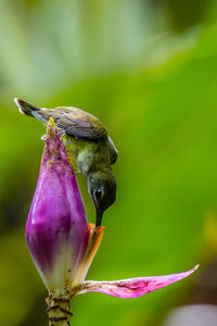 Close-up of insect on purple flower