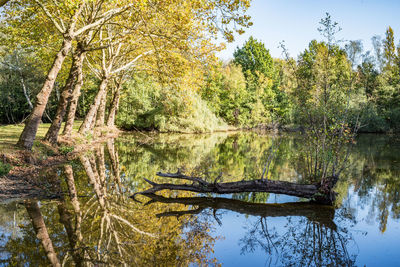 Scenic view of lake in forest