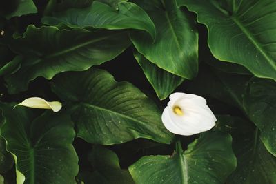 Close-up of white flowers