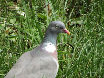 Close-up of pigeon on field
