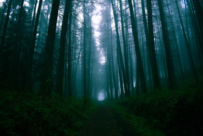 Trees in forest