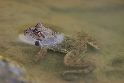 Close-up of lizard