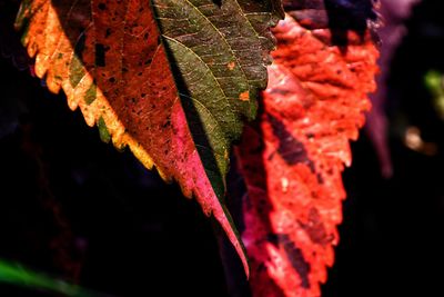 Close-up of red maple leaves on tree