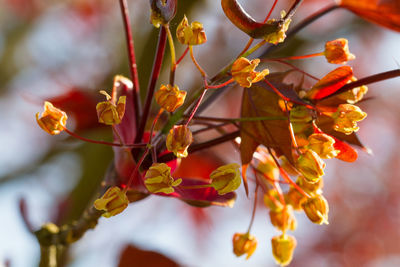 Close-up of yellow flowering plant