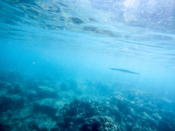 View of fish underwater