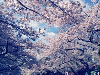 Low angle view of cherry blossoms