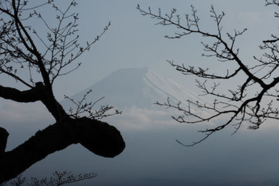 Low angle view of silhouette tree against sky