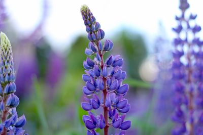 Close-up of purple flowers blooming