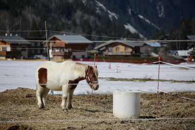 Pony horse standing on field