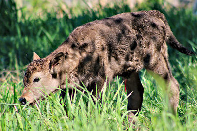 Calf standing on grassy field