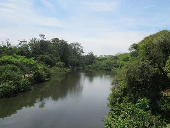 Scenic view of river amidst trees against sky