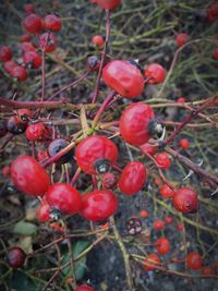 Close-up of red berries on twig