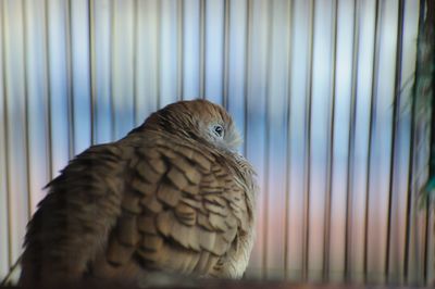 Close-up of parrot in cage