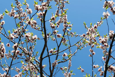 Low angle view of blooming tree against sky