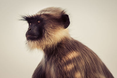 Close-up of langur looking away