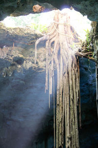 High angle view of tree trunk by lake