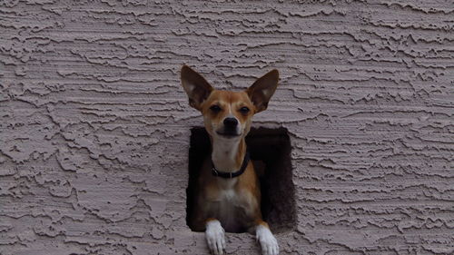 Portrait of chihuahua hole in wall