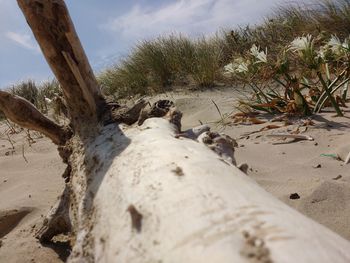 Surface level of horse on sand