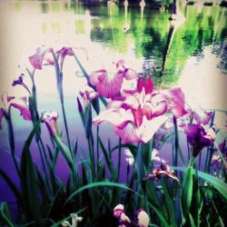 Pink flowers in pond