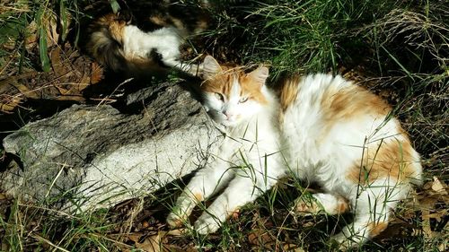 Cat relaxing on field