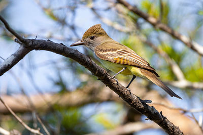 Low angle view of bird perching on branch