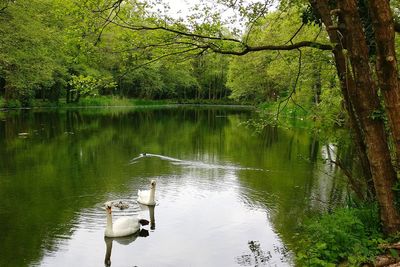 Scenic view of lake in forest