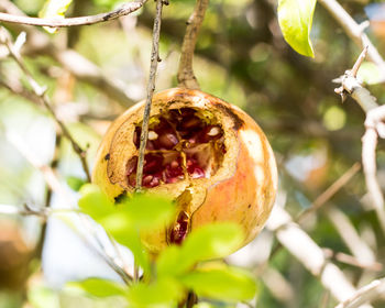 Close-up of fruit growing on plant