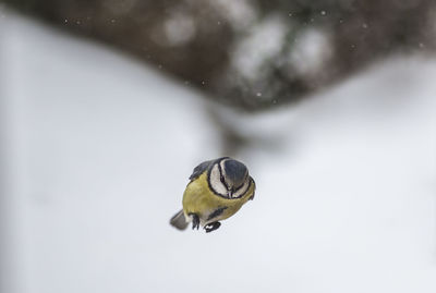 Close-up of a bird