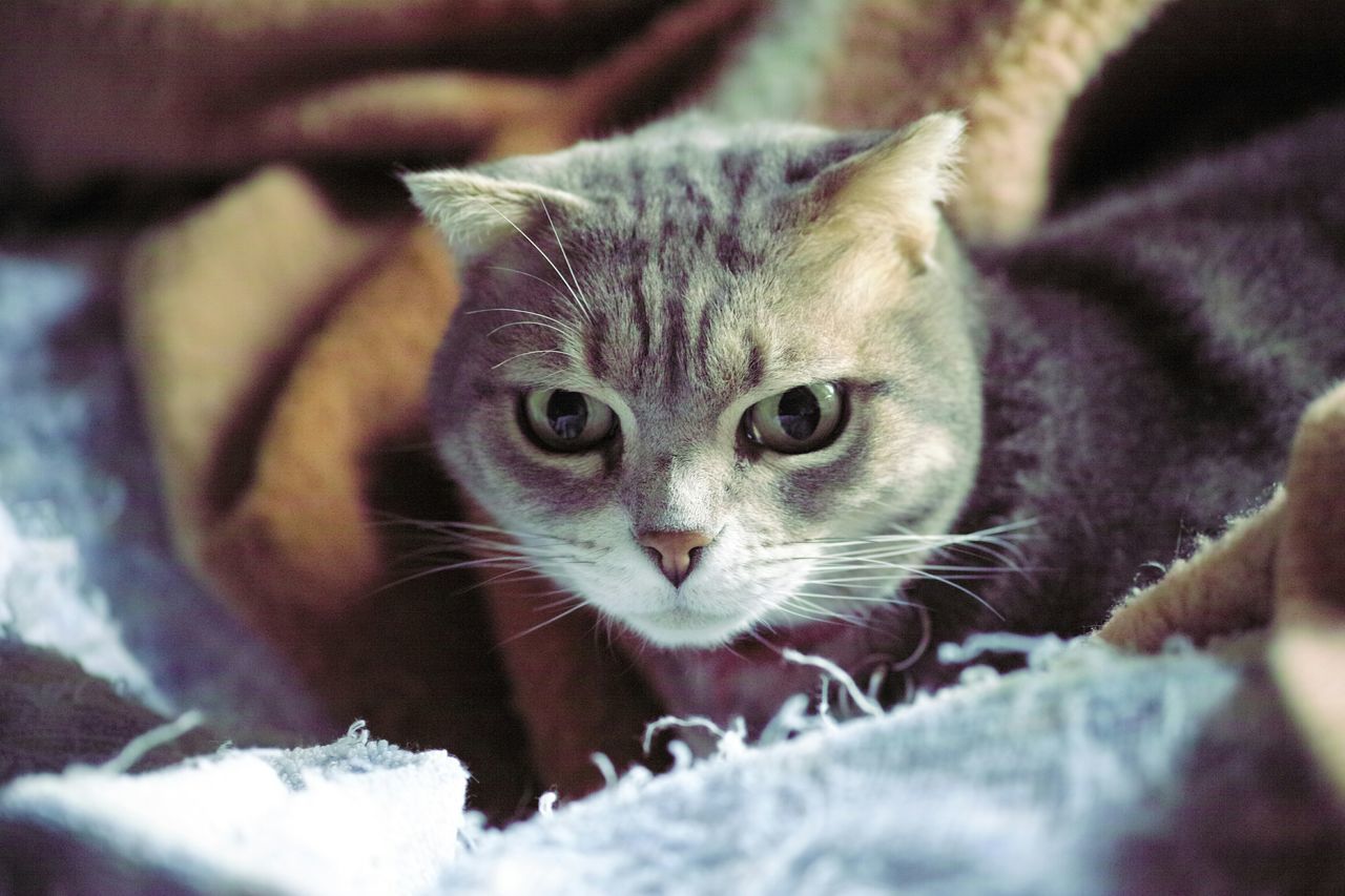 domestic cat, pets, domestic animals, one animal, animal themes, cat, portrait, feline, looking at camera, mammal, whisker, indoors, close-up, animal head, animal eye, staring, alertness, kitten, selective focus, focus on foreground