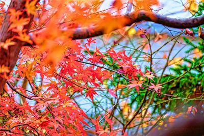 Low angle view of tree during autumn