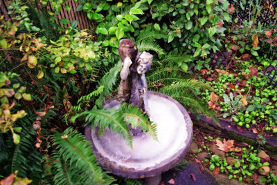 High angle view of bird by plants