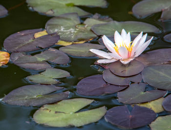 Close-up of lotus water lily in lake