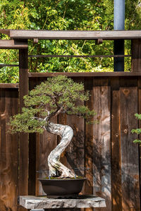 Bonsai tree growing on stone in front of wooden fence at yard