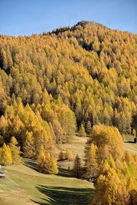 Scenic view of trees against sky during autumn