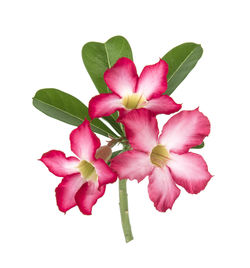 Close-up of pink flowering plant against white background