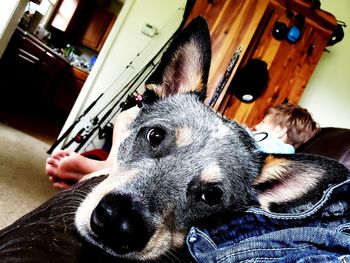 Close-up portrait of dog relaxing at home