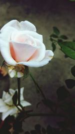 Close-up of white rose blooming outdoors