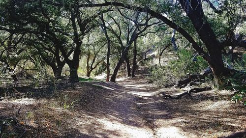 Trees in forest