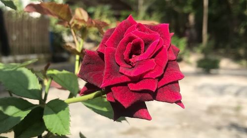 Close-up of red rose