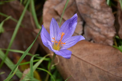 Close-up of purple crocus flower
