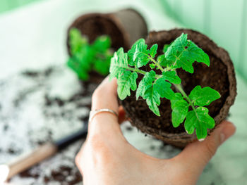 Cropped image of hand holding small potted plant