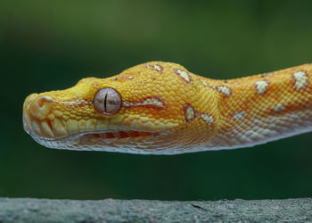 Close-up of snake